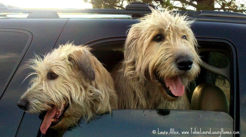 Clancy and Lucy Irish Wolfhound Dogs