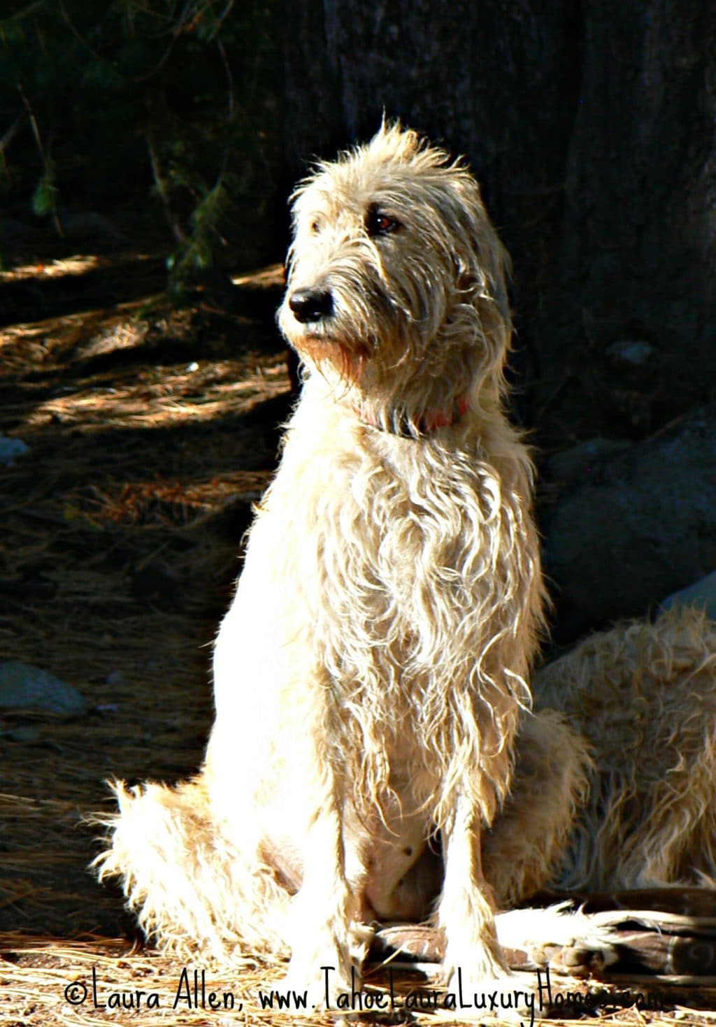 Rose the Irish Wolfhound Dog Fall 2011