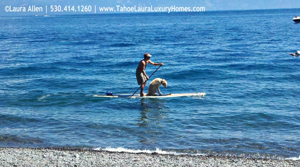 Dog Paddle Boarding in Lake Tahoe 