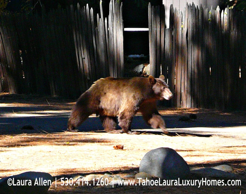Bears in Tahoe City, California